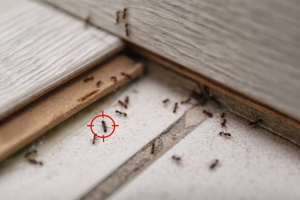 Best Pest Prevention Services  in Jeffersonville, IN