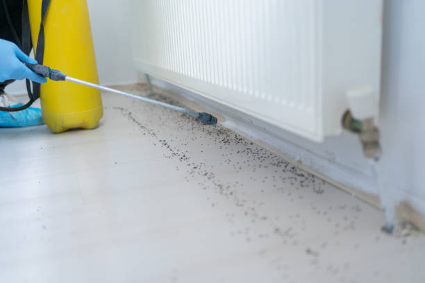 Best Wasp Removal Services  in Jeffersonville, IN