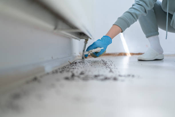 Best Affordable Pest Control Services  in Jeffersonville, IN